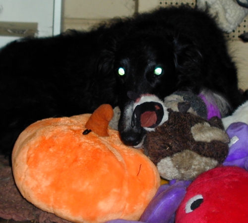 Midnite in his toy nest